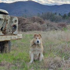 Орхан Гашимов, Энгельс