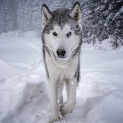 Игорь Корзун, 01.01.2000, New York City