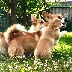 Алла Бошенятова, Санкт-Петербург