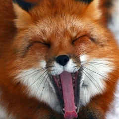 Юлия Хамицкая, 11.06.1975, Санкт-Петербург