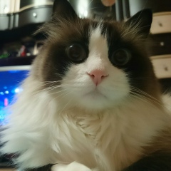 Иван Вдовин, 23.05.1987, Санкт-Петербург