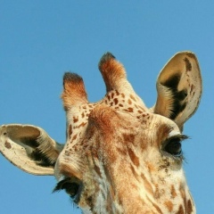 Юлечка Юля, Санкт-Петербург