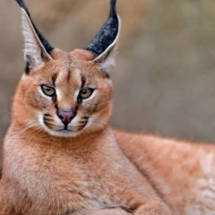 Дмитрий Куракин, 11.07, Калининград