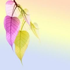 Saffron Monywar, 01.08, Yangon