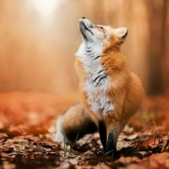 Наталья Николаева, Петрозаводск