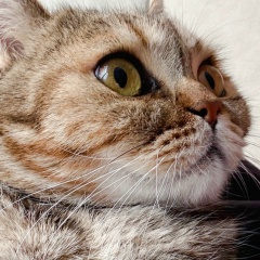 Александр Кушнаренко, Москва