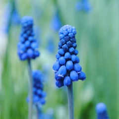 Наталия Панова, 04.03.1979, Тула