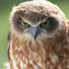 Dana Molamusa, 02.02, Москва