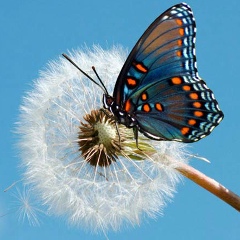 Елена Шмидт, 26.09, Армизонское