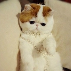 El Mahdi Faress, 01.05.1999, Москва