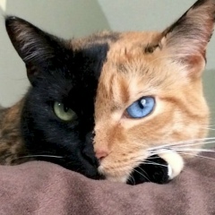 Ольга Брезицкая, 01.12.1983, Одесса