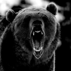 Александр Александров, Калининград