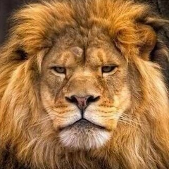 Нурсултан Шапиев, 15.02, Шымкент