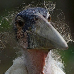 Людмила Менгеле, 06.07, Москва