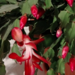 Настя Гаврилина, 29.01, Костомукша