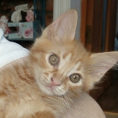 Николай Лубягов, 28.07.1986, Ростов-на-Дону