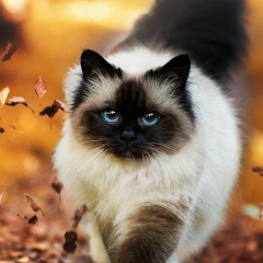 Анна Матесович, 31.01.1983, Санкт-Петербург