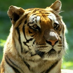 Олег Компаниенко