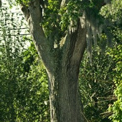 Бешанный Мозг, 19.08.1983, Санкт-Петербург