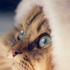 Дмитрий Степанец, 03.10.1987, Москва