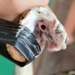 Виталий Хегай, 01.02.1973, Ташкент