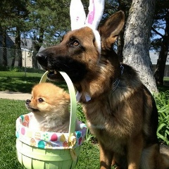 Илья Анохин, Курск