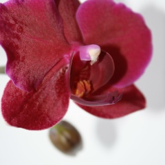 Светлана Пеньковая, Белая Церковь