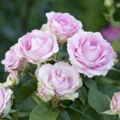 Александра Овечкина, 23.09.1985, Новосибирск