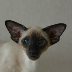 Валерия Мурашова, 18.04.1975, Elbasan