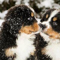 Машка Присташ, 05.07, Березно