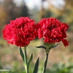 Александра Калеева, 28.04.1981, Санкт-Петербург