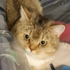 Танюха , 22.02.1978, Москва