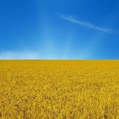 Александр Вовк, 31.05, Киев