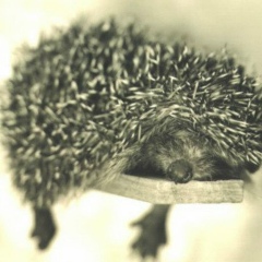 Павел Мерзляков, 22.07.1982, Санкт-Петербург