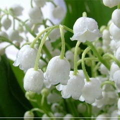 Ландыш Ахметсафина, 16.09, Альметьевск