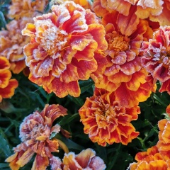 Светлана Владимировна, Голышманово (поселок)