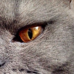 Artvortex Holopainen, Казань