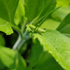 Александр Гриднев, 22.01.1986, Донской