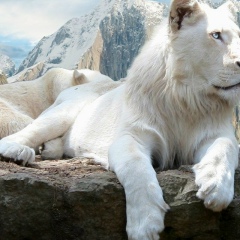 Михаил Чипизубов, 26.06, Людиново