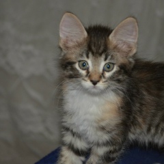 Саня Киуру, 12.03.1979, Петрозаводск