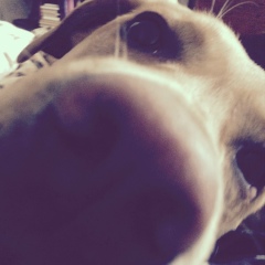 Mr Boy, 16.08.1986, Москва