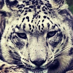 Влад Владиславов