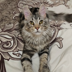 Юлия Сеченых, 10.11.1985, Липецк