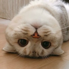 Лашын Сагатжан, 12.04