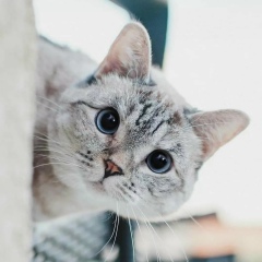 Сергей Алексеев