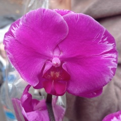 Евгенiй Мицкус, 17.04, Москва