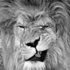 Razmik Праздник, 27.08.1991