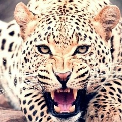 Дарья Соколова, 17.07, Санкт-Петербург