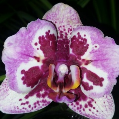 Юлия Белоус, Запорожье