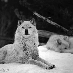 Джейна Ламханова